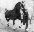 De onderkenning van het belang van het Domburg bloed voor het Gelders Paard is de start geweest om te gaan bouwen met bloedlijnen wat in een aantal stappen heeft geleid tot Atze in de match met Beauvilina en haar merrielijn.